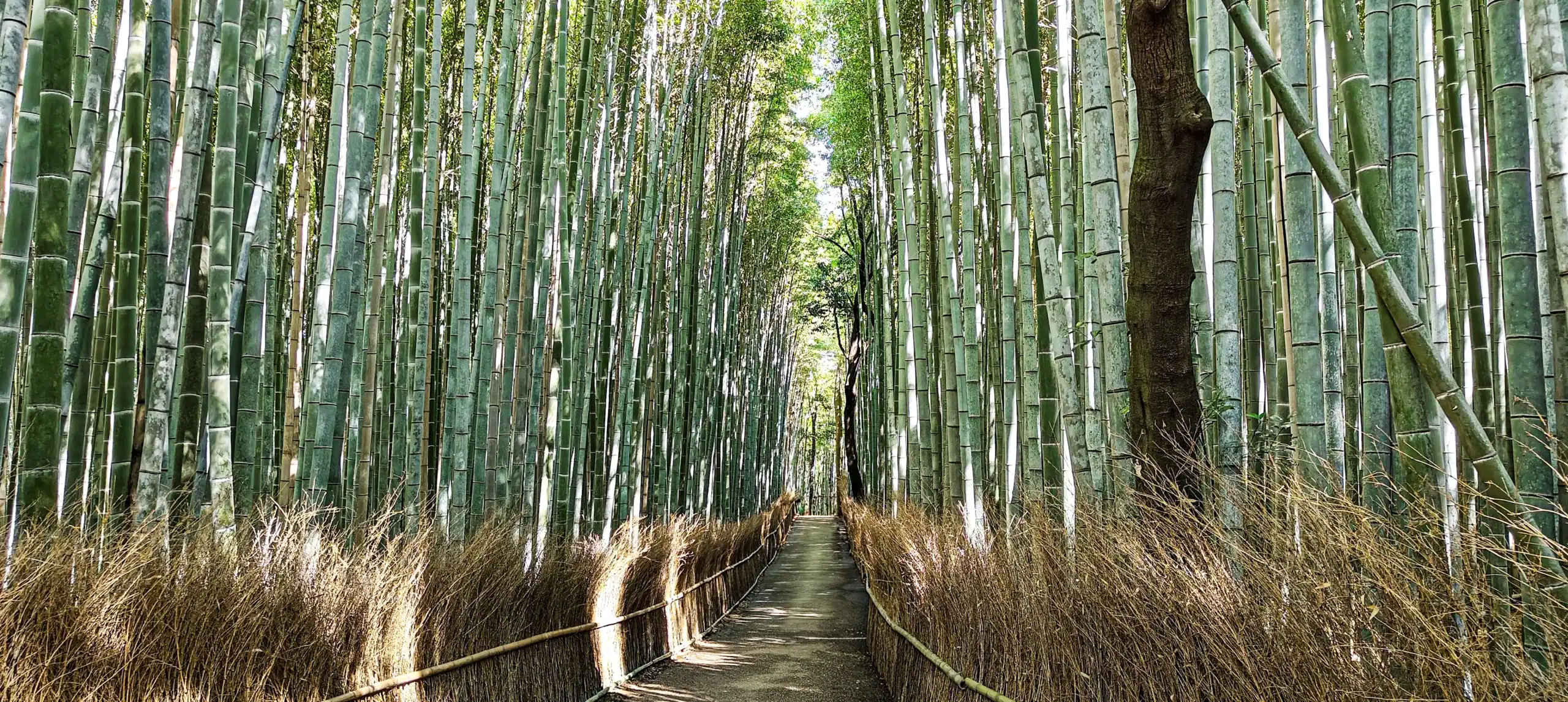 Kyoto Calling: Temples, Trains, and the Triumph of the Bento Box (Part Deux!)
